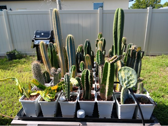 Hydroponic Cactus variegated