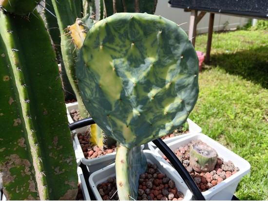 opuntia robusta variegated