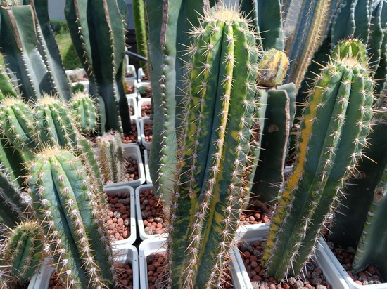 pilosocereus catingcola variegated